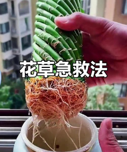 家庭养花用生根粉