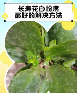 花中药害怎么办