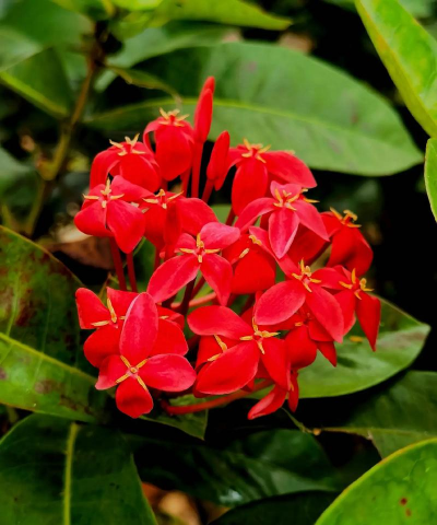 海南这个季节种什么花