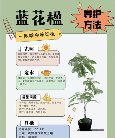如何养护蓝花楹