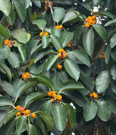 什么植物的果实像金桔