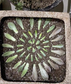 柿树虫病防治，识别常见虫害，掌握有效方法