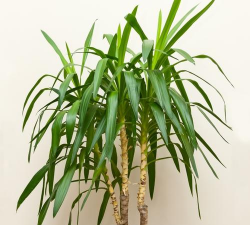 龙须树属于什么品种