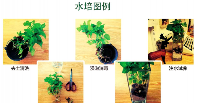 玫瑰花怎么养才不会枯萎，掌握浇水施肥技巧，轻松延长花期