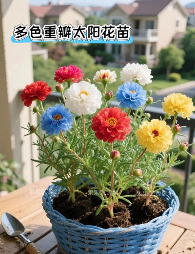 玫瑰花怎么养才不会枯萎，掌握浇水施肥技巧，轻松延长花期