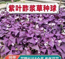 葡萄栽培，掌握关键技术，实现优质丰产