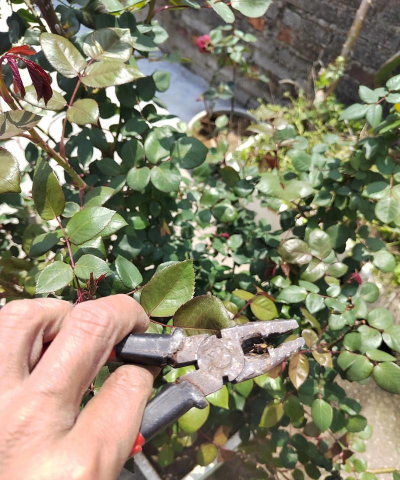 玫瑰花怎么养才不会枯萎，掌握浇水施肥技巧，轻松延长花期