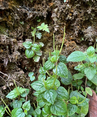 胡椒草是什么样子