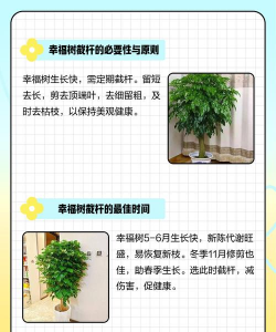 玫瑰花怎么养才不会枯萎，掌握浇水施肥技巧，轻松延长花期