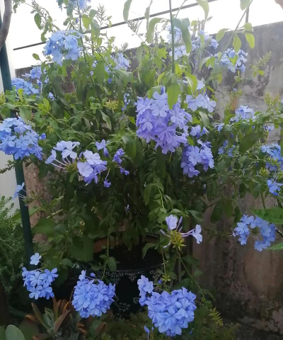 玫瑰花怎么养才不会枯萎，掌握浇水施肥技巧，轻松延长花期