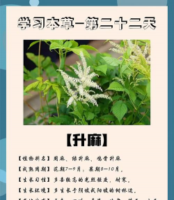 升麻叶子里面有什么营养