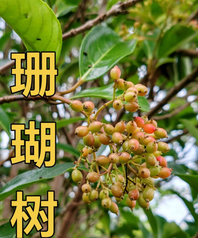 珊瑚与玉树什么区别