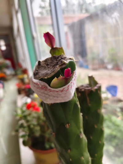 家庭养花用生根粉