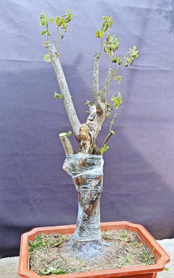 家庭养花用生根粉