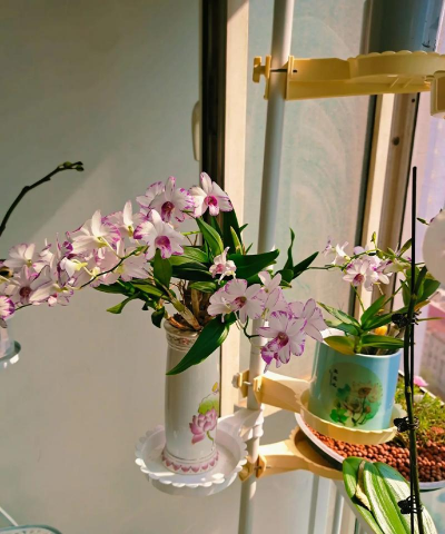 家庭养花用生根粉