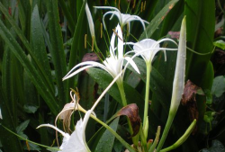 青长叶是什么花