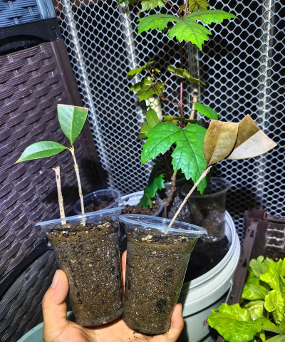 家庭养花用生根粉