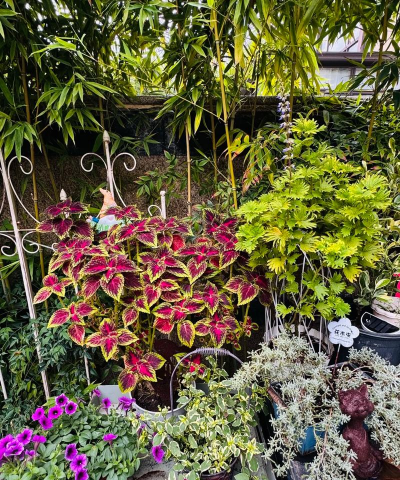 家庭养花用生根粉