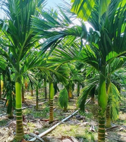 槟榔树也叫什么树