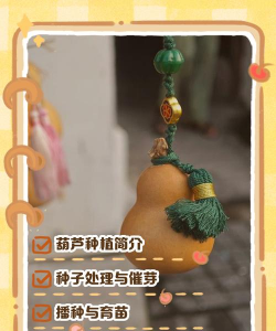 如何养植彩色葫芦