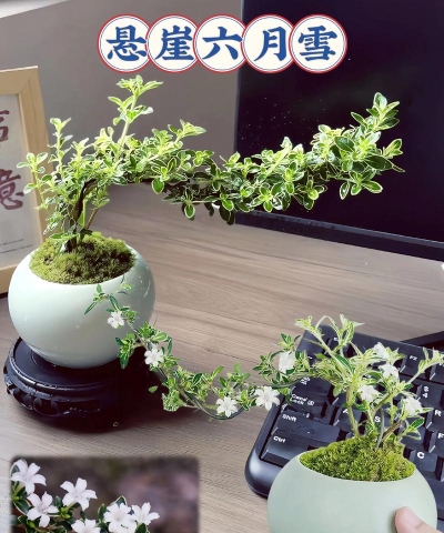 六月雪如何造型