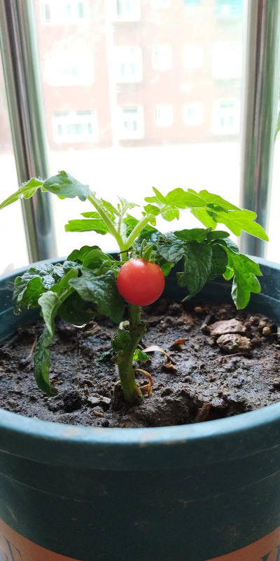 矮脚番茄如何养植