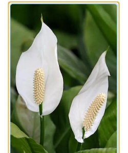 白鹤芋为什么喜欢它