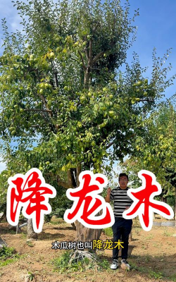 木瓜树又名什么树