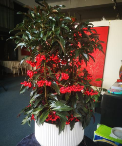 朱砂根用什么盆