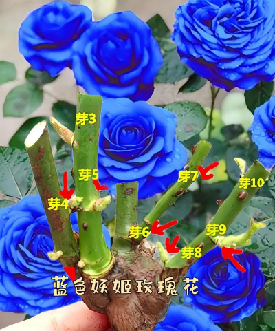 家庭养花用生根粉