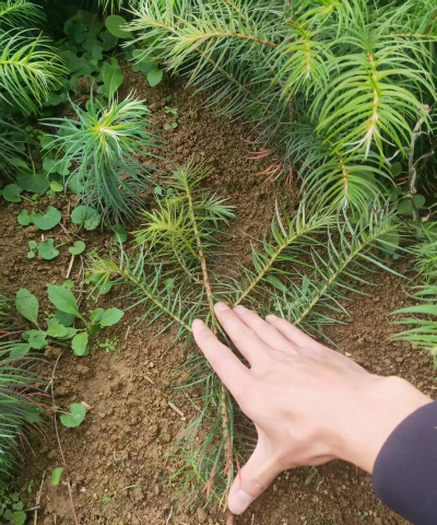 中山杉移栽苗的管理方法