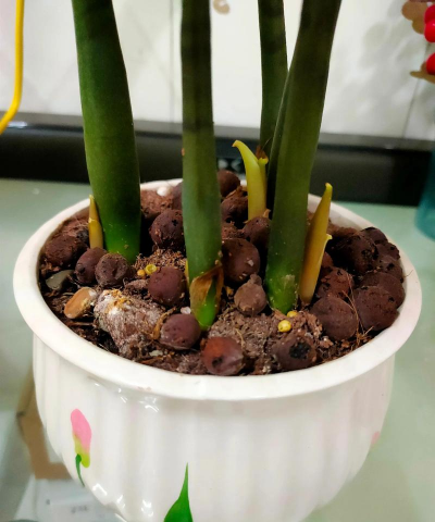 盆栽金钱木怎么不发芽