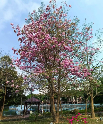 绿化景观设计，提升环境品质，创造宜人空间