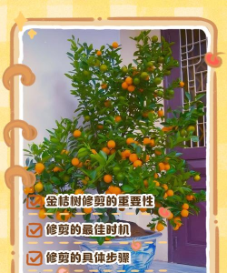 柿树虫病防治，识别常见虫害，掌握有效方法