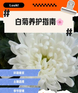 白菊怎么养