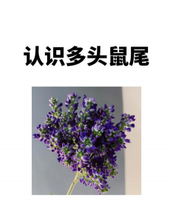 无土栽培技术，突破土壤限制，开启高效种植新篇章