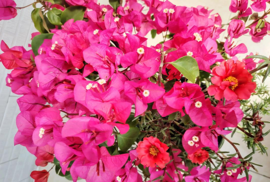 家庭养花用生根粉