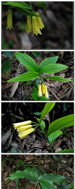 淡竹花又叫什么草