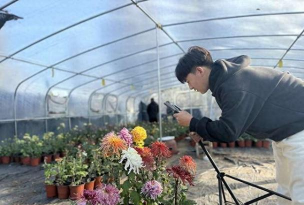 家庭养花用生根粉