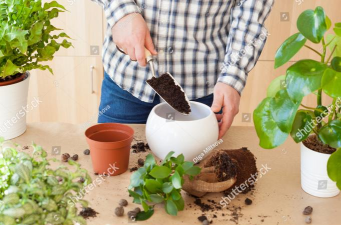 家庭养花用生根粉