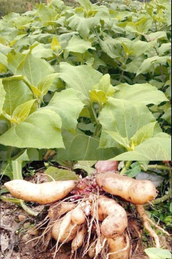 家庭养花用生根粉