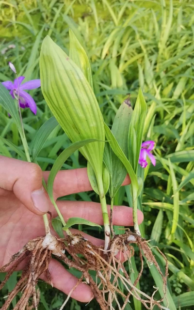 白芨是靠什么繁殖的