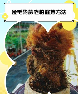 金毛狗蕨如何发芽