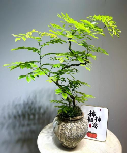 黄花梨盆景如何施肥