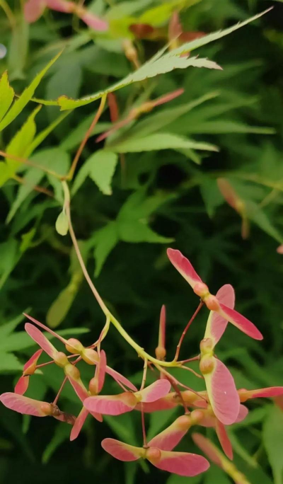 鸡爪槭的花像什么