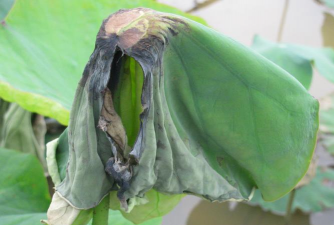 荷花坏叶子怎么回事