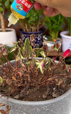 家庭养花用生根粉