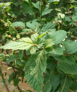 樱桃毛叶子什么样