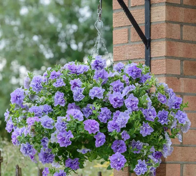 矮牵牛适合什么土壤种植