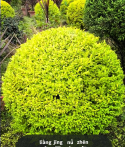 小灌木长什么样子